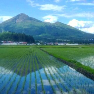 しゃくなげ平の初夏