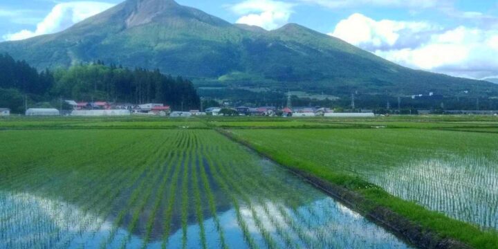 しゃくなげ平の初夏